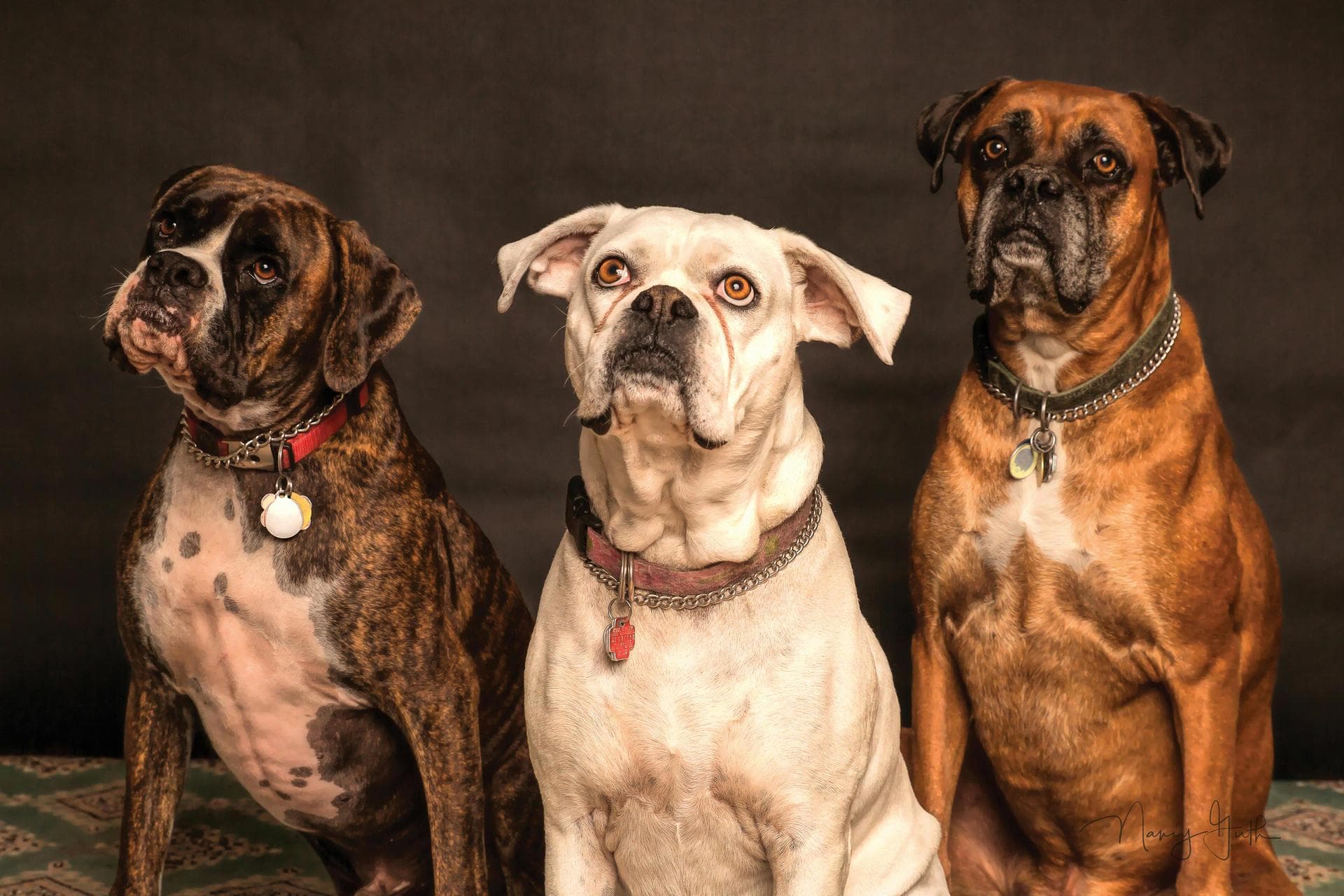 Best Vets in Stoystown