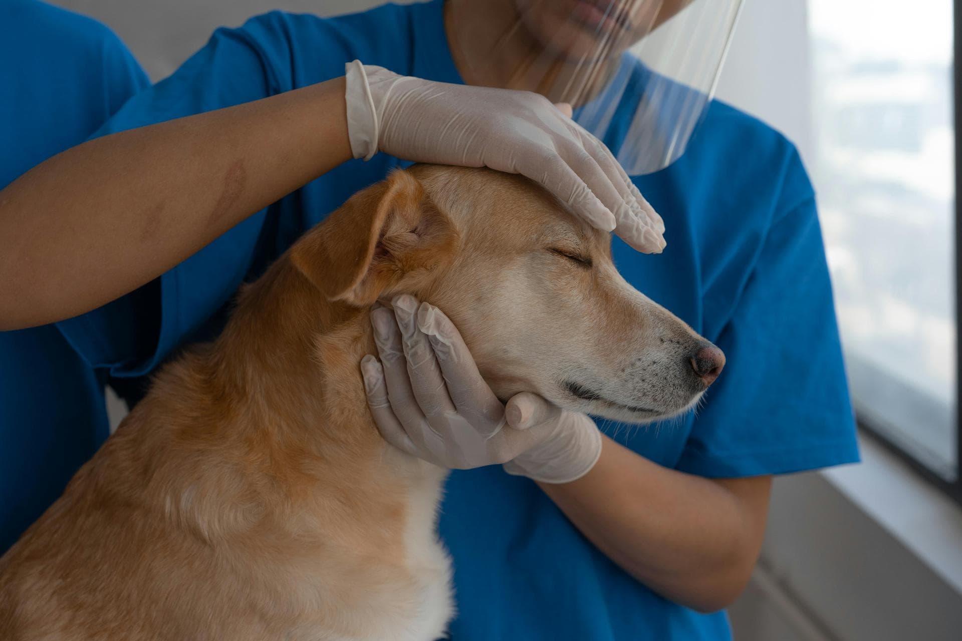 Best Vets in Phoenixville