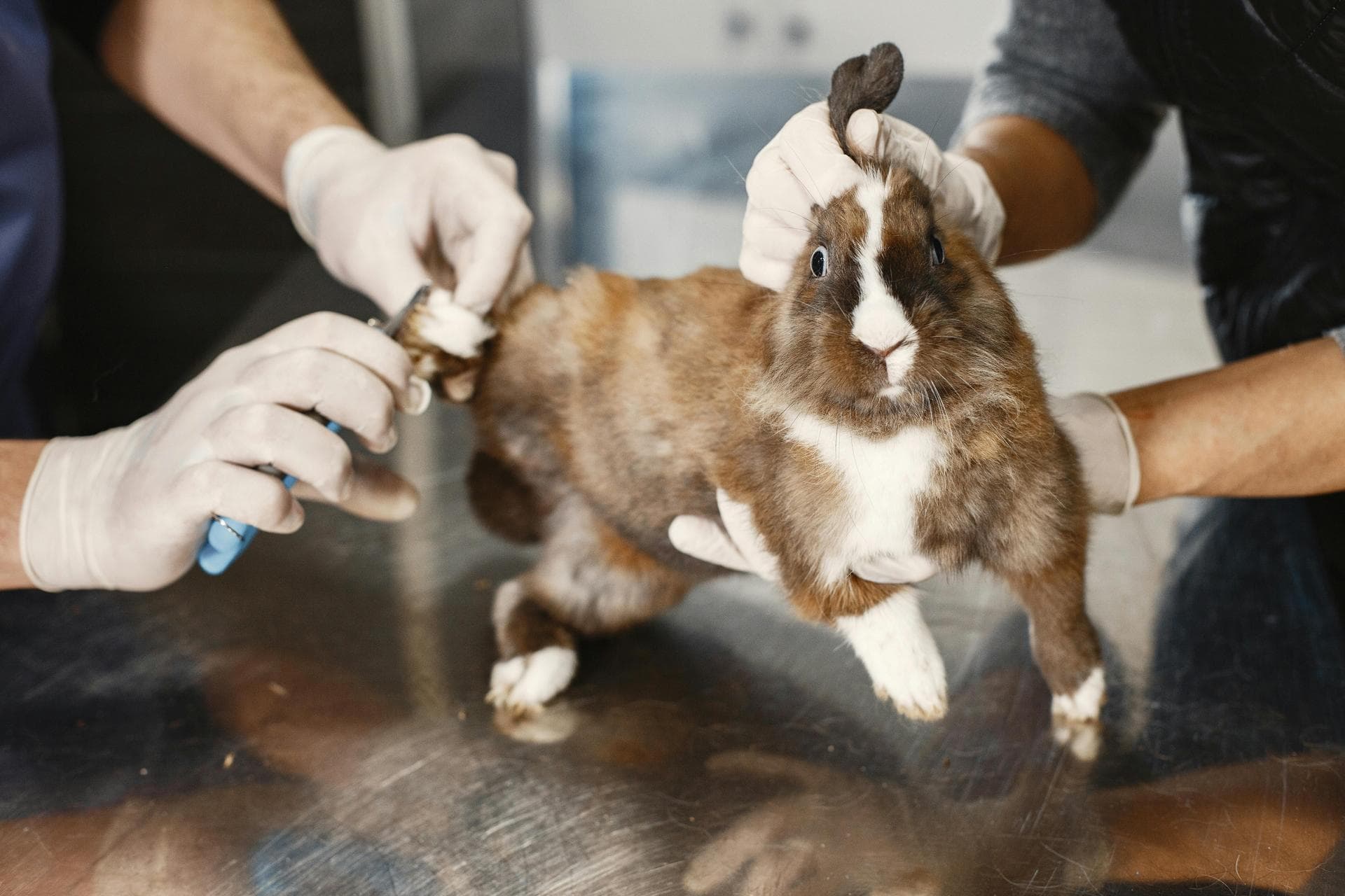 Best Vets in Colmar