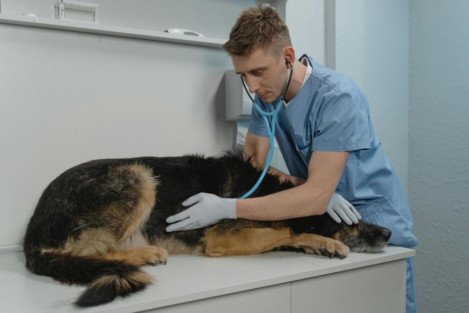 Best Vets in West Philadelphia